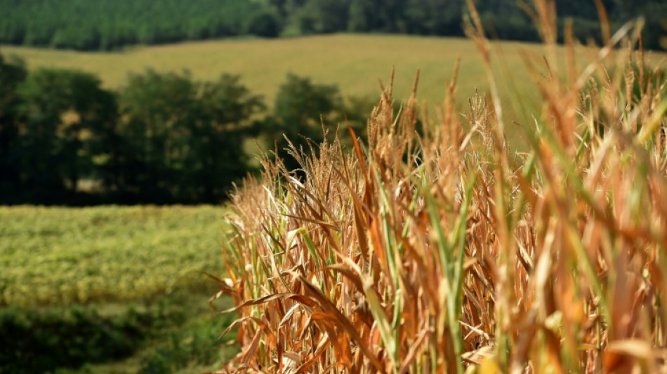 BGH verhandelt &uuml;ber R&uuml;ckkauf von unbebautem Grundst&uuml;ck durch Gemeinde