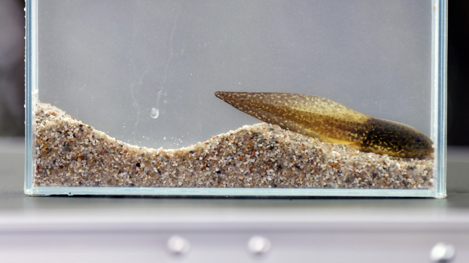 Girini cyborg aprono allo studio del cervello in via di sviluppo