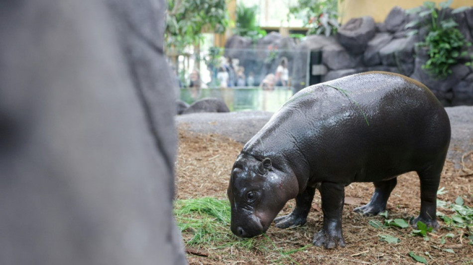 Toni, hippopotame pygm&eacute;e, nouvelle recrue du zoo de Mulhouse