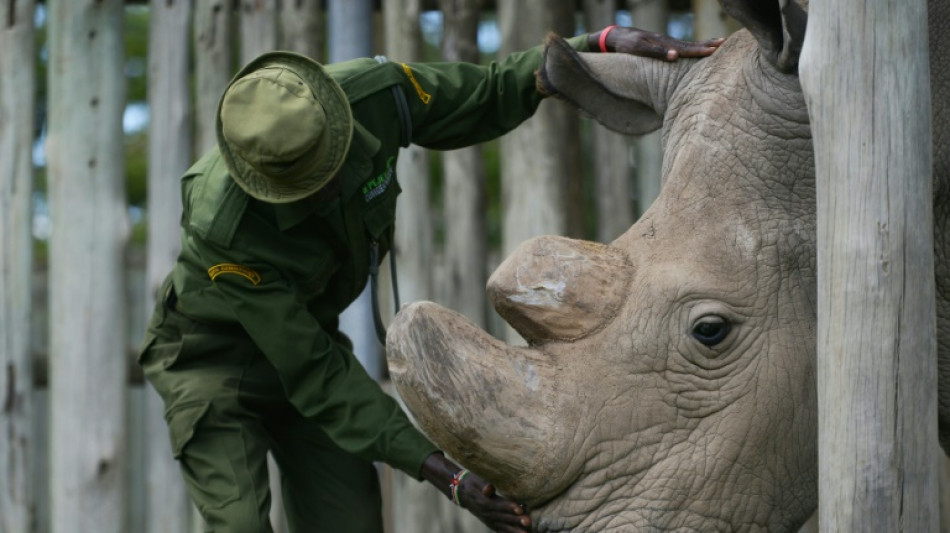 Cient&iacute;ficos se empe&ntilde;an en salvar una especie de rinoceronte al borde de la extinci&oacute;n