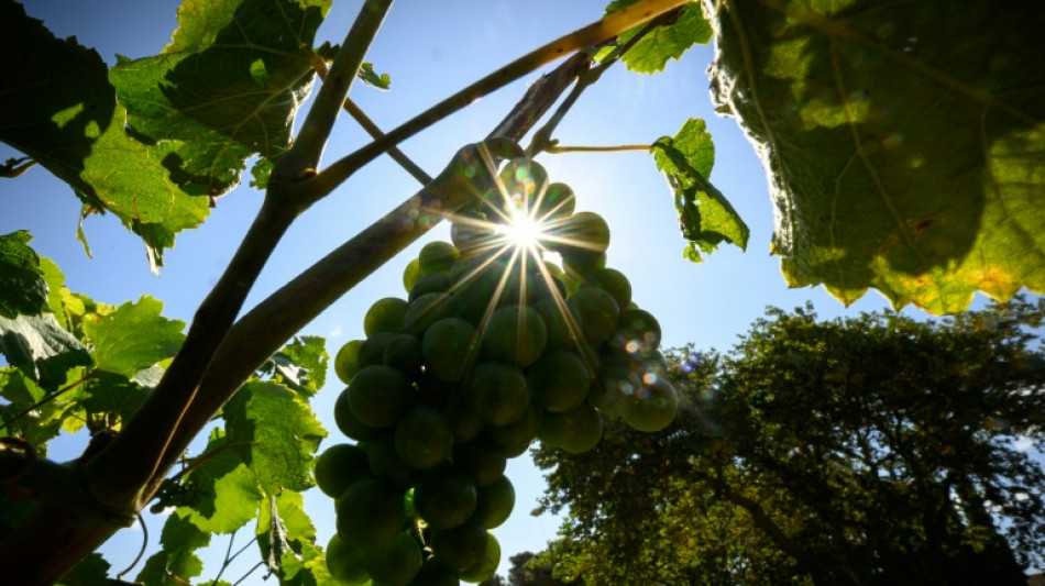 Face au r&eacute;chauffement climatique, des vignerons de l'Aude changent de c&eacute;page pour sauver le vin