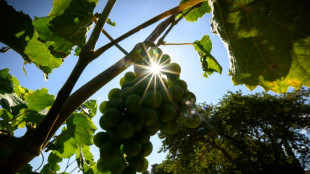 Face au r&eacute;chauffement climatique, des vignerons de l'Aude changent de c&eacute;page pour sauver le vin