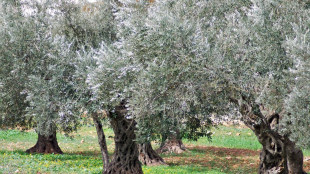 Sequenziato Dna di varietà italiane di olivi, è prima volta