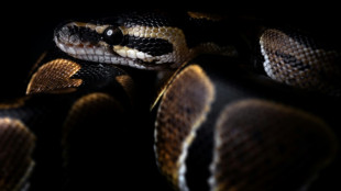 Mann in Th&uuml;ringen mit W&uuml;rgeschlange in T&uuml;te unterwegs