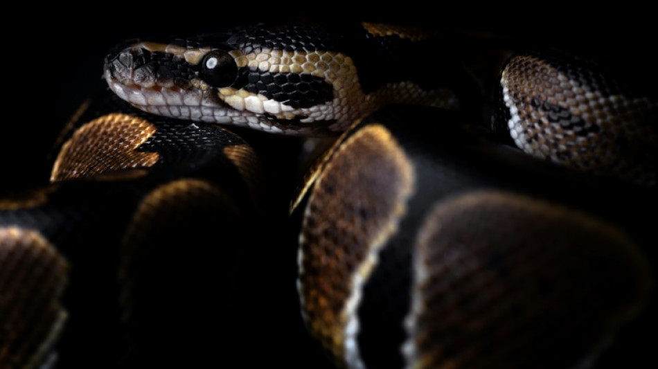 W&uuml;rgeschlange auf Jugendcampingplatz in hessischem Michelstadt entdeckt