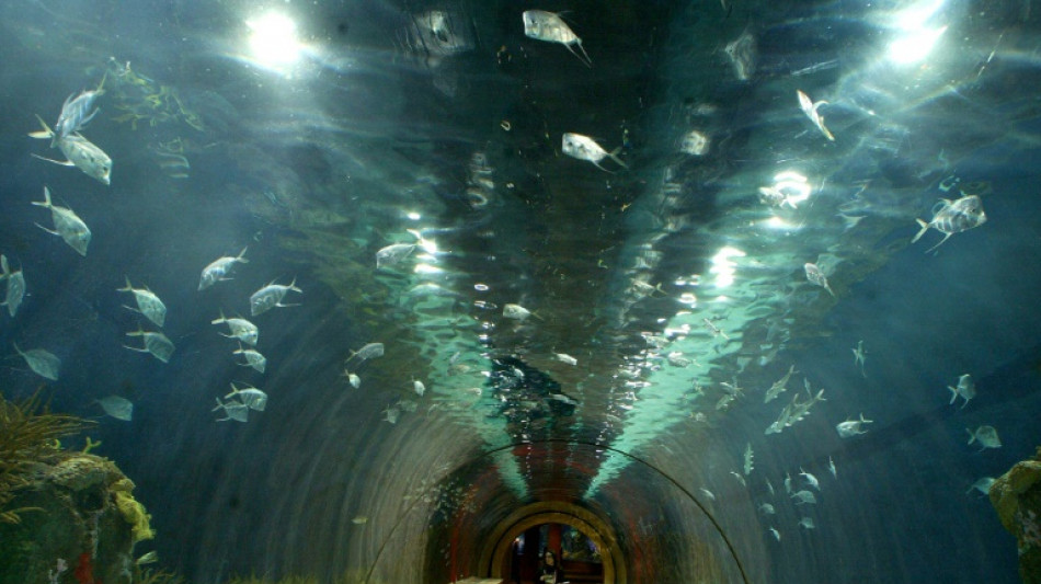 Trasladan a dos belugas de Ucrania a Espa&ntilde;a en una operaci&oacute;n de "alto riesgo"