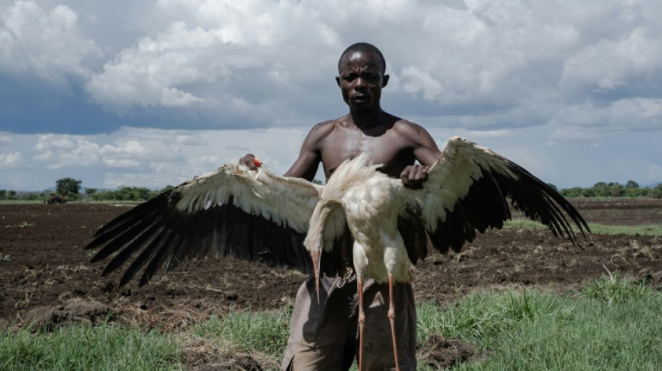 Ugandans kill migrating storks in desperation for food