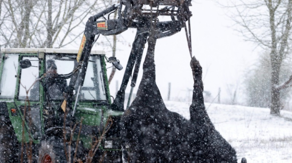 Maul- und Klauenseuche: Bislang keine weiteren F&auml;lle - Bauern f&uuml;rchten Einbu&szlig;en