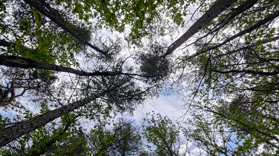 Le foreste si sincronizzano quando è in arrivo un'eclissi solare