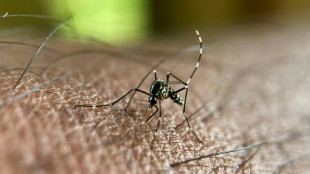 Chikungunya, dengue, West Nile... Les cas continuent &agrave; augmenter en m&eacute;tropole