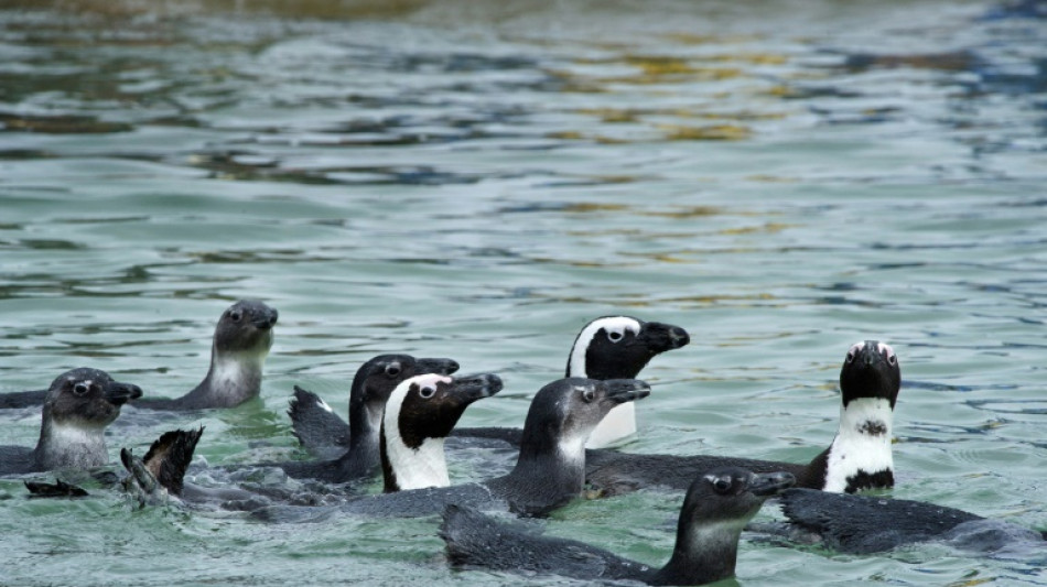 Afrique du Sud: les manchots du Cap touch&eacute;s par la grippe aviaire