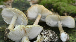 Vergiftung mit Knollenbl&auml;tterpilzen: Neue Leber f&uuml;r drei Patienten in Essen