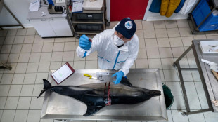 Dauphin tu&eacute; par filet de p&ecirc;che ? La preuve par l'autopsie