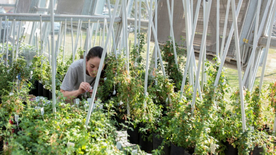 El viento sopla a favor de cultivos transg&eacute;nicos de Argentina