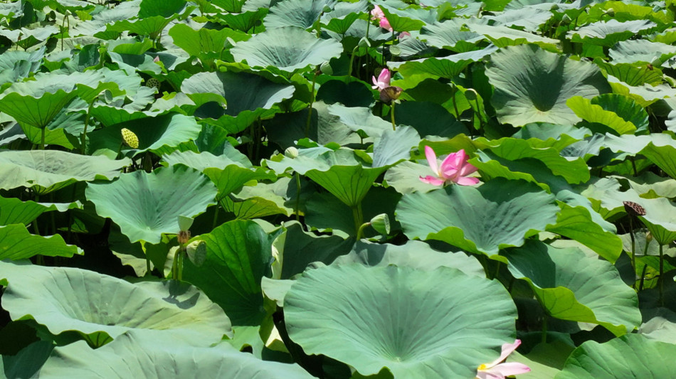 Dai fiori alle radici, il primo atlante genetico di una pianta