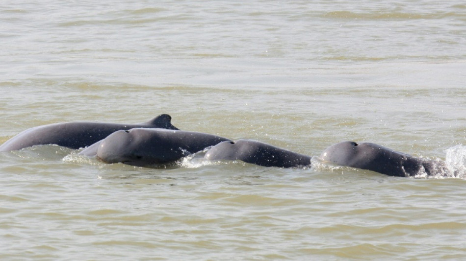 Cambodge : vers la cr&eacute;ation sur le M&eacute;kong de zones de protection de dauphins en danger