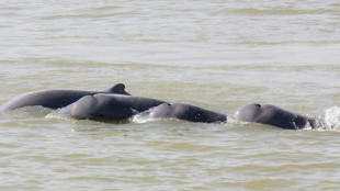 Camboya quiere crear zonas de protecci&oacute;n para los delfines en el r&iacute;o Mekong