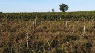 Crise du mildiou: "l'&Eacute;tat n'est pas &agrave; la hauteur", accuse le Modef