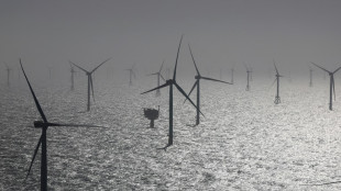 Studie: Windparks verdr&auml;ngen Seetaucher in der Nordsee