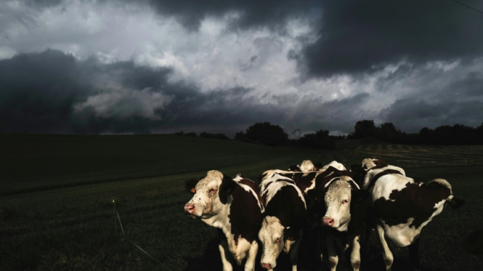 Elevage: pour moins polluer, le d&eacute;fi de produire autant avec moins de vaches