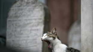 Katze bei&szlig;t Feuerwehrmann nach aufw&auml;ndiger Rettung aus Kamin krankenhausreif