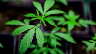 Drogenbeauftragter verteidigt Cannabis-Legalisierung - Warnung vor h&auml;rteren Drogen