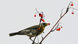 V&ouml;gel m&ouml;gen es sauer: Evolution ver&auml;nderte Rezeptor f&uuml;r sauren Geschmack