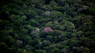 Br&eacute;sil: mort du dernier indig&egrave;ne d'une tribu disparue