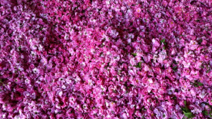 Au Liban, le "village des roses" perp&eacute;tue la tradition