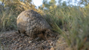 Afrique du Sud: l'h&ocirc;pital de la seconde chance pour les pangolins, victimes du braconnage