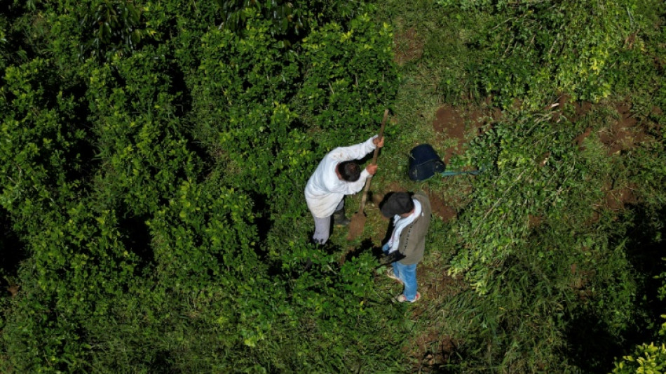 Pagar para arrancar plantas de coca: a aposta da Col&ocirc;mbia contra o narcotr&aacute;fico