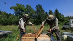 Le retour des n&eacute;onicotino&iuml;des en France serait "un d&eacute;sastre", pour le principal syndicat d'apiculteurs