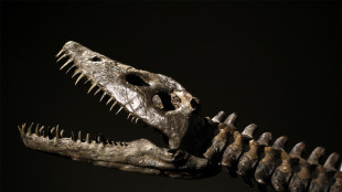 Scoperto un rettile marino dal collo lungo vissuto coi dinosauri