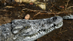 Bei Zollkontrolle in Baden-W&uuml;rttemberg gefundener Krokodilskopf soll nach Marokko