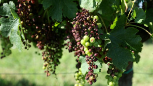 Gironde: d&eacute;but des vendanges 2023 dans le Bordelais, en plein "d&eacute;sarroi"