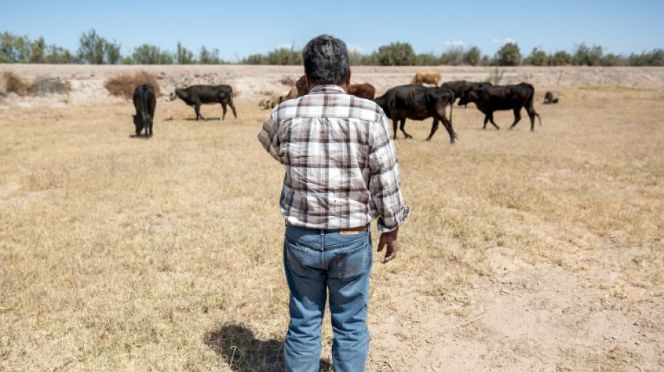 EEUU restringe por 15 d&iacute;as el ingreso de ganado desde M&eacute;xico por una plaga