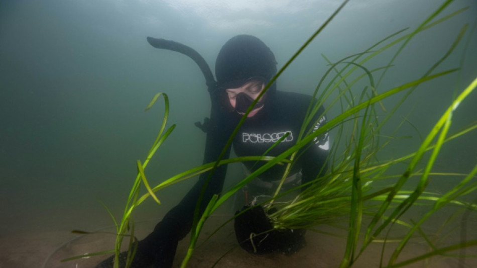 Au Danemark, des jardiniers sous-marins plantent du varech pour restaurer l'&eacute;cosyst&egrave;me d'un fjord