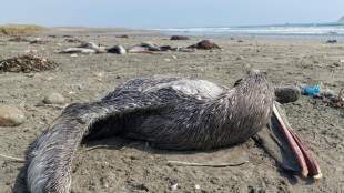 M&aacute;s de 13.000 aves marinas mueren por influenza aviar en Per&uacute;