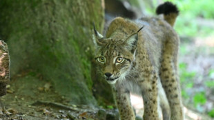 Doubs: un lynx abattu, cas de braconnage av&eacute;r&eacute;