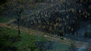 10 terrains de football de for&ecirc;t tropicale primaire d&eacute;truits chaque minute en 2021