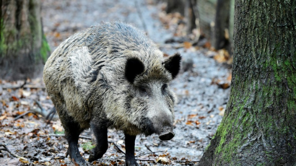 Wildschwein auf Bundesstra&szlig;e: Acht Autos in Niedersachsen besch&auml;digt