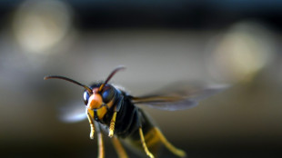 Face au "fl&eacute;au" du frelon asiatique, le S&eacute;nat propose un plan national de lutte