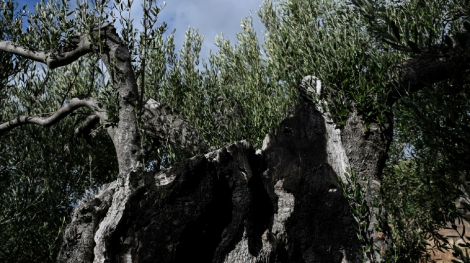 "Nous n'avons plus d'hiver": en Gr&egrave;ce, l'olive se fait rare