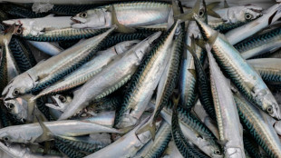 EU ups mackerel quotas to match UK despite overfishing concerns