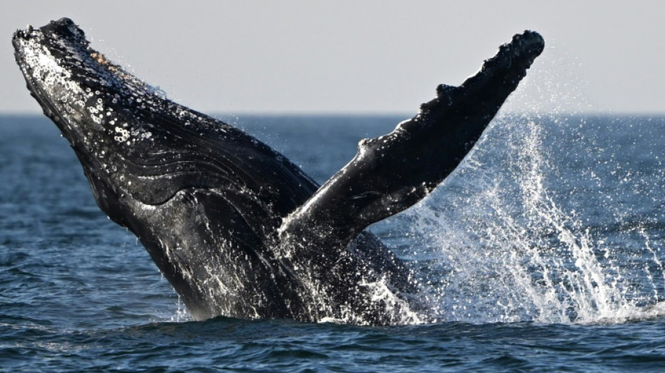 Hubschrauberpilot entdeckt toten Buckelwal auf nieders&auml;chsischer Nordseeinsel
