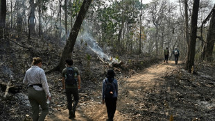 'It's gone': conservation science in Thailand's burning forest