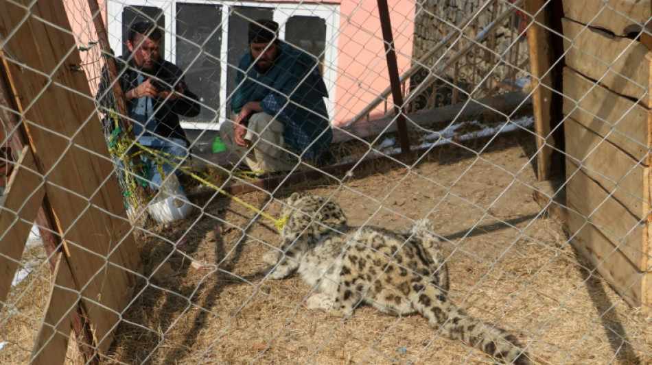 Las autoridades de Afganist&aacute;n capturan un raro ejemplar de leopardo de las nieves despu&eacute;s de que matara ganado
