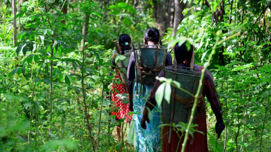 La deforestaci&oacute;n cae en todos los biomas de Brasil por primera vez en seis a&ntilde;os