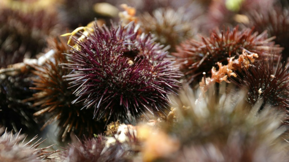 La p&ecirc;che &agrave; l'oursin drastiquement r&eacute;duite en M&eacute;diterran&eacute;e fran&ccedil;aise