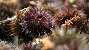 La p&ecirc;che &agrave; l'oursin drastiquement r&eacute;duite en M&eacute;diterran&eacute;e fran&ccedil;aise